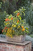Basket box with peppers, chilli (Capsicum), Helianthus