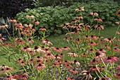 Echinacea purpurea 'Tomato Soup' (Red Coneflower)