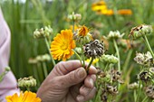 Blüten und Samenstand von Calendula (Ringelblumen)