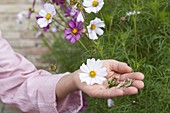 Blüte und Samen von Cosmos (Schmuckkörbchen)