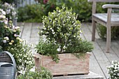 Myrtus communis (bridal myrtle) stem, oregano (Origanum)