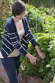 Young woman harvesting lemon balm in raised bed