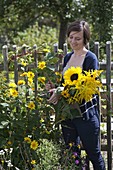 Woman cuts Helianthus decapetalus (perennial sunflowers) for bouquet