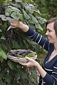 Woman harvesting runner bean 'Blauhilde' (Phaseolus)