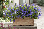 Browallia speciosa (Violet bush) in handmade terracotta box