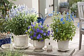 Blue planted pots on bench from left