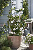 Mandevilla Sundaville 'Cosmos White' (Dipladenie)