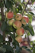 Säulenapfel Starline 'Firedance' (Malus)