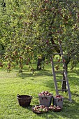 Apple harvest on the orchard meadow