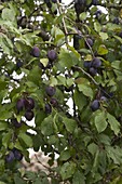 Ripe plums (Prunus domestica) on the tree