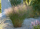 Panicum virgatum 'Warrior' (switchgrass) in the gravel garden