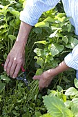 Woman picking lemon balm (Melissa) in the raised bed