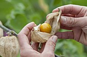 The Andean berry or Cape gooseberry (Physalis peruviana)
