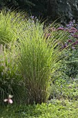 Miscanthus sinensis 'Gracillimus' (Small Chinese reed)