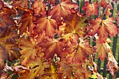 Colourful autumn leaves of Acer platanoides (Norway maple)