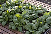 Spinach 'Madator' (Spinacia oleracea) in the vegetable patch