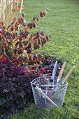 Wire basket with hedge clippers and small tools at the bed with Heuchera