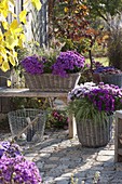 Baskets planted with Aster dumosus 'Beryl' 'Purple Diamond' 'Rose Quartz' (cushion asters)
