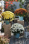 Chrysanthemum multiflora 'Kiwhite' white, 'Kiroul' copper, 'Fortuna' yellow