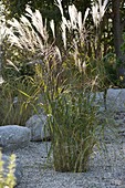 Miscanthus sinensis (miscanthus) in the pebble bed