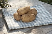 Potato variety 'Hansa' (Solanum tuberosum)