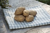 Potato variety 'Linda' (Solanum tuberosum)