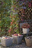 Baskets with freshly picked apples (Malus)