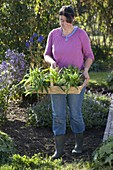 Woman plants Dianthus barbatus (bearded carnations) in the garden in autumn