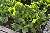 Endive lettuce (Cichorium endivia) in the bed