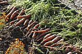 Frisch geerntete Karotten, Möhren (Daucus carota) im Beet