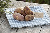 Kartoffel - Sorte 'Mayan Twilight' (Solanum tuberosum) mit Etikett