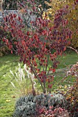 Cornus kousa 'Weiße Fontäne' (flowering dogwood) in autumn colours