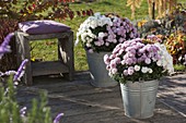 Three chrysanthemums (autumn chrysanthemums) in zinc buckets on a wooden deck