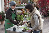 Shopping for plants in autumn