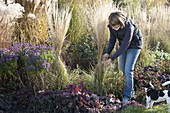 Woman binding grasses together as winter protection