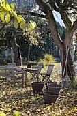 Herbstlaub im Garten