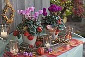 Cyclamen on metal tray, decorated with physalis