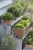 Flower stairs with myosotis (forget-me-not), rosemary (rosmarinus)