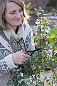Frau schneidet Zweige von Symphoricarpos (Schneebeere) mit Beeren