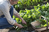 Frau erntet Spinat 'Madator' (Spinacia oleracea) im Gemüsebeet