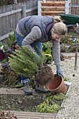 Woman puting rosemary (Rosmarinus) back in pot