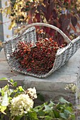 Firewood basket with freshly cut pinks (rose hips)