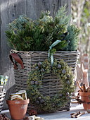 Basket with branches Pinus (pine) and Cupressus arizonica