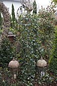 Hedera (ivy) on a trellis, lanterns next to it