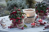Gaultheria procumbens (mock berries) in pots with burlap band