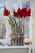 Hippeastrum 'Royal Red' (Amaryllis) in Glas, verkleidet mit Treibholz