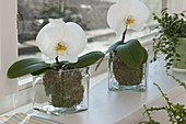 Phalaenopsis 'Singolo' (Butterfly orchids, Malay flowers)