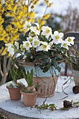 Helleborus niger (Christmas rose), Hyacinthus (Hyacinths)