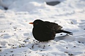 Blackbird (Turdus merula) in the snow