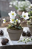 Helleborus niger (Christmas rose) in clay pot, small bouquet of Galanthus